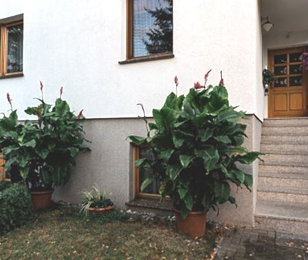 Dış Mekan Bitkilendirme