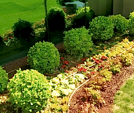 Dış Mekan Bitkiler