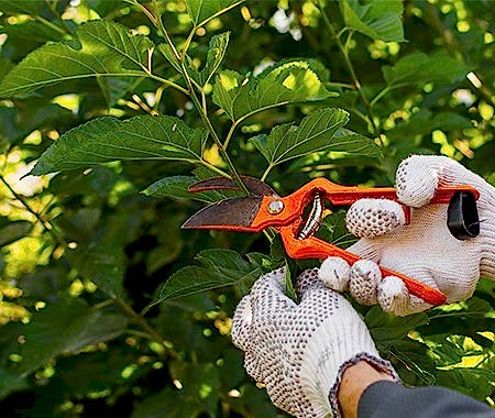 Bahçe Bakımı, Budama ve İlaçlama
